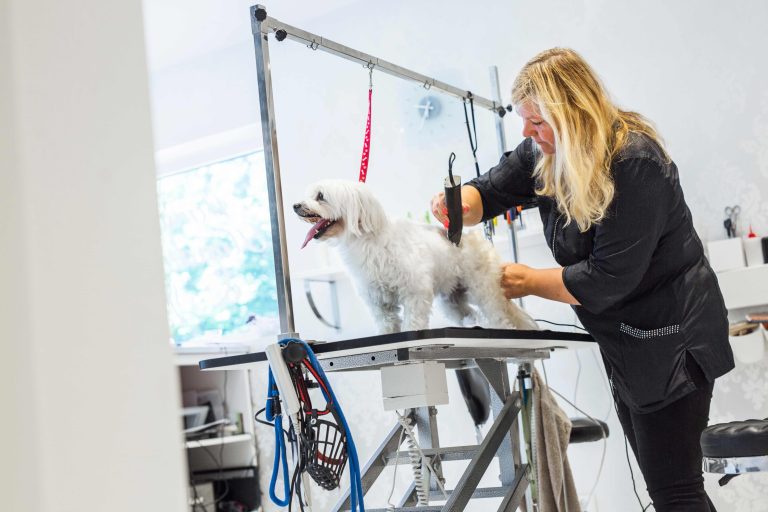 Pampering Your Pet: Why Pet Grooming in Dubai Matters for Health and Happiness